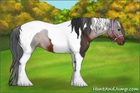 Horse Color:Brown Tobiano 