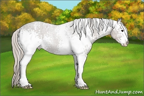 Horse Color:White Spotted Silver Black 