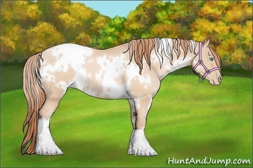 Horse Color:White Spotted Buckskin Pearl 