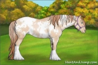 Horse Color:White Spotted Buckskin Pearl 