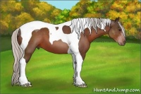 Horse Color:Silver Bay Tobiano