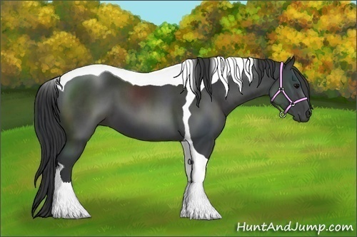Horse Color:Black Tobiano