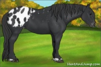 Horse Color:Black Appaloosa 