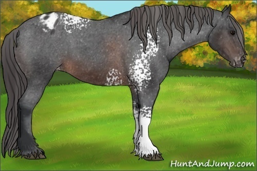 Horse Color:White Spotted Brown Appaloosa 
