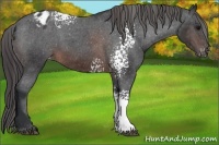 Horse Color:White Spotted Brown Appaloosa 