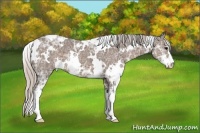 Horse Color:White Spotted Silver Black Ice Sabino