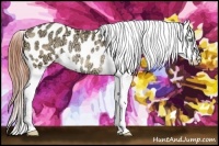 Horse Color:Amber Champagne Ice Dun Appaloosa Rabicano 