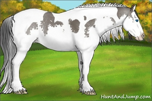 Horse Color:Grullo Splash Tobiano 