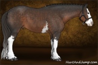 Horse Color:White Spotted Liver Chestnut Sabino Splash 