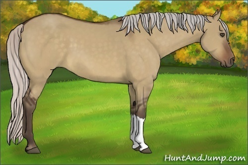 Horse Color:Silver Bay Dun