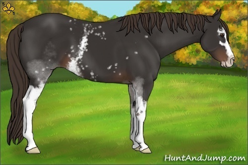 Horse Color:White Spotted Liver Chestnut Sabino