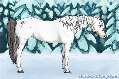 Horse Color:White Spotted Brown Appaloosa