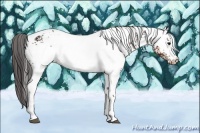 Horse Color:White Spotted Brown Appaloosa 