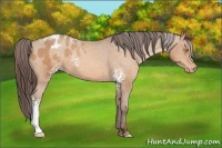 Horse Color:White Spotted Amber Champagne Blanket