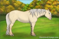 Horse Color:Silver Amber Cream Champagne Dun Rabicano  and Silver Classic Cream Champagne Dun Sabino Rabicano 