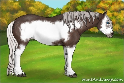 Horse Color:Silver Bay Splash Frame Rabicano