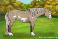 Horse Color:Silver Grullo Frame Rabicano