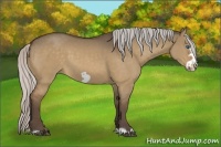 Horse Color:Silver Bay Dun Frame 