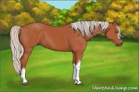 Horse Color:Silver Bay 