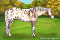 Horse Color:Silver Bay Onyx Appaloosa Rabicano 