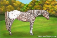 Horse Color:Liver Chestnut Appaloosa 