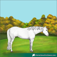 Horse Color:White Spotted Silver Bay Onyx Appaloosa 