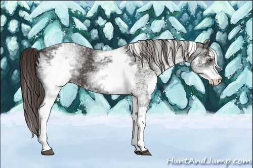 Horse Color:White Spotted Liver Chestnut 