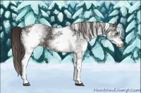 Horse Color:White Spotted Liver Chestnut 