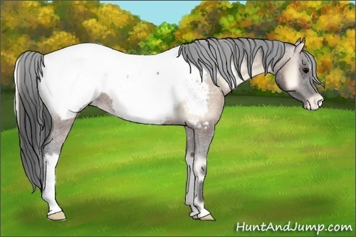 Horse Color:Brown Onyx Appaloosa