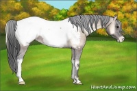 Horse Color:Brown Onyx Appaloosa