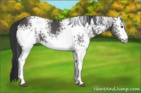 Horse Color:White Spotted Black 