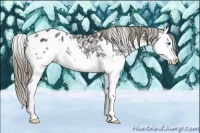 Horse Color:Smoky Black Splash Appaloosa 