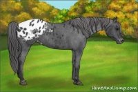 Horse Color:Black Appaloosa 