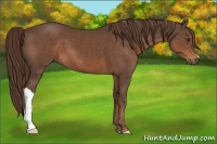 Horse Color:Liver Chestnut 