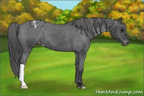 Horse Color:Black Appaloosa