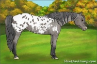 Horse Color:Black Appaloosa