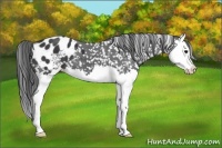Horse Color:Black Splash Snowflake Varnish