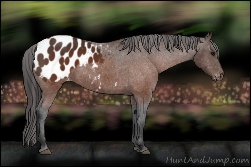 Horse Color:Brown Appaloosa 