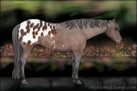 Horse Color:Brown Appaloosa