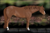 Horse Color:Chestnut Sabino