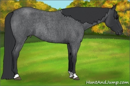 Horse Color:Blue Roan Rabicano 