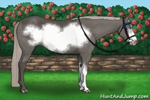 Horse Color:Silver Black Frame