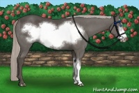 Horse Color:Silver Black Frame 