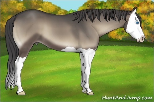 Horse Color:Smoky Blue Onyx Splash 