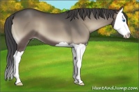 Horse Color:Smoky Blue Onyx Splash 