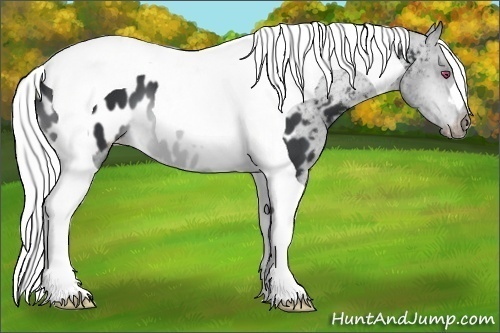 Horse Color:Silver Brown Chinchilla Tobiano Appaloosa