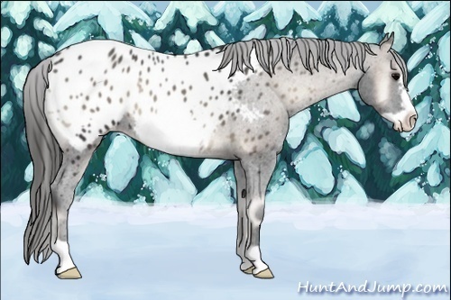 Horse Color:Blue Onyx Frame Appaloosa