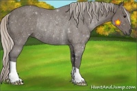 Horse Color:Silver Black Rabicano
