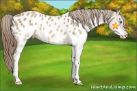 Horse Color:Sable Champagne Splash Appaloosa