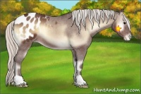 Horse Color:Silver Brown Onyx Blanket 